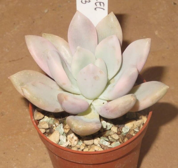 Graptoveria cv Opalina variegata