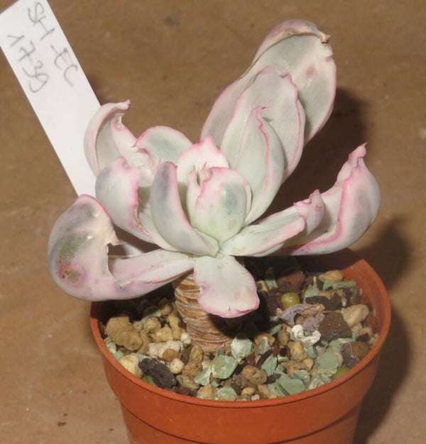 Echeveria cv Berkeley Light variegata
