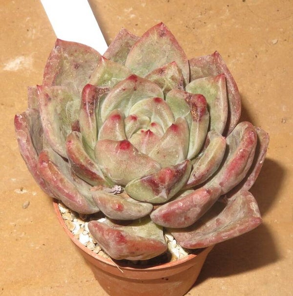 Echeveria cv Champagne