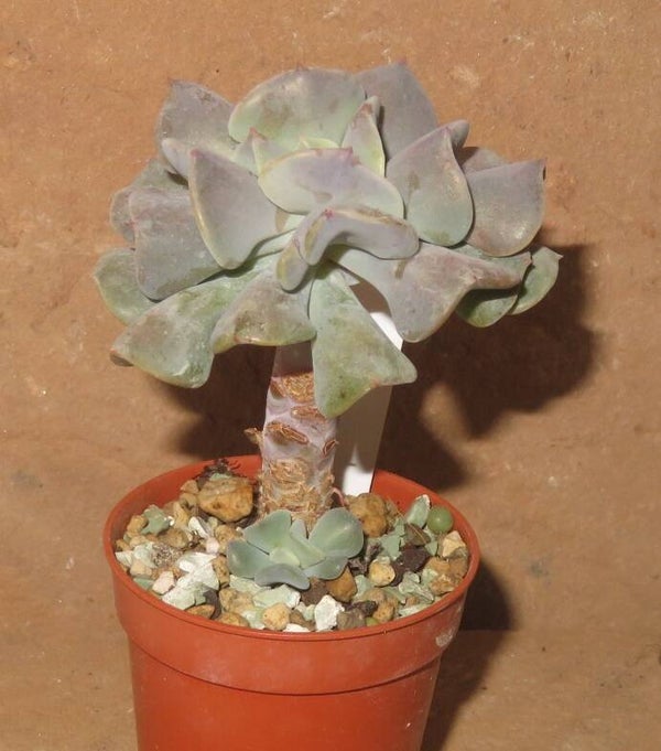 Echeveria cv Cubic Frost