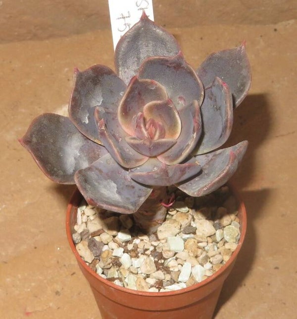Echeveria cv Marrom