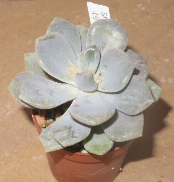 Echeveria cv Roma