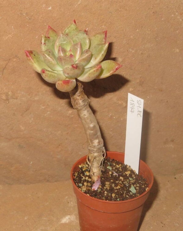 Echeveria cv Feminin
