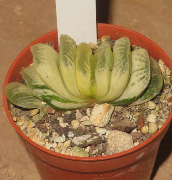 Haworthia truncata cv Lime Green variegata