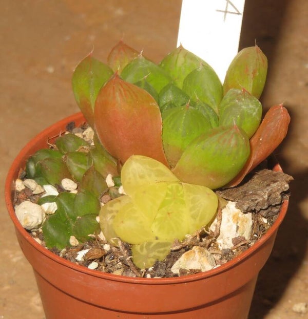 Haworthia obtusa cv Marin