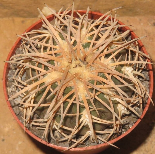Gymnocalycium spegazzinii var punillense