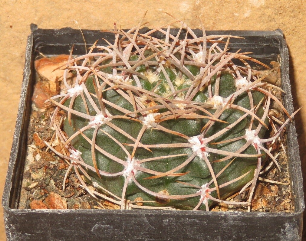 Gymnocalycium castellanosii ssp. ferocious