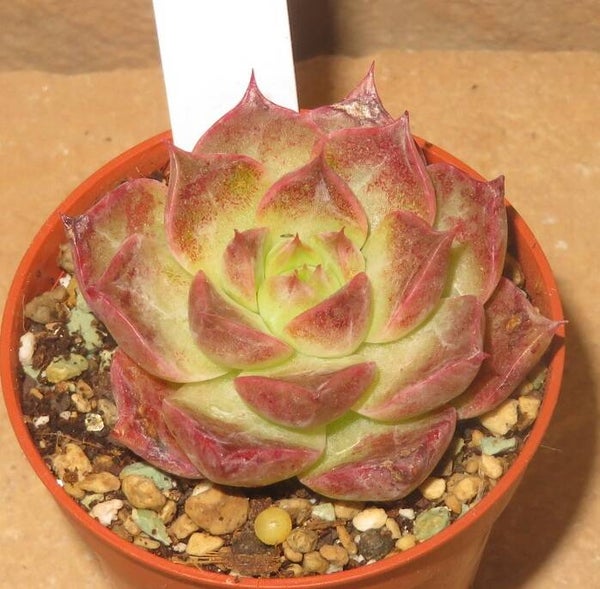 Echeveria cv Hwanhee