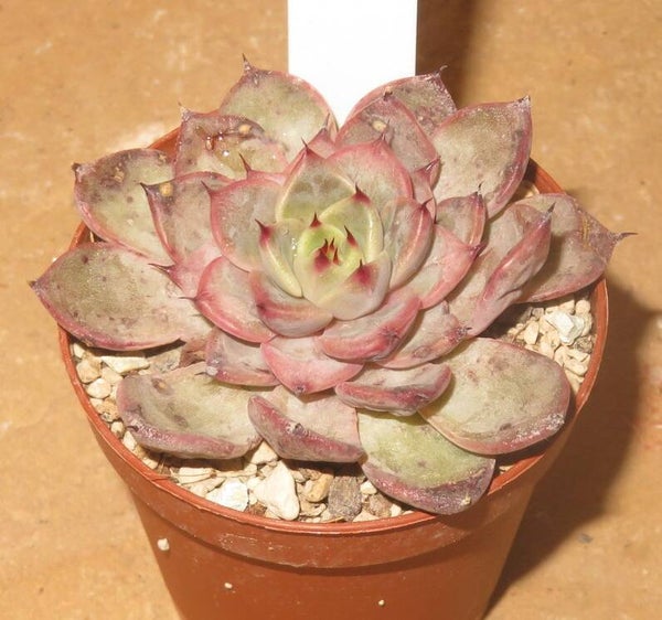 Echeveria cv Jelly Fire New!!!