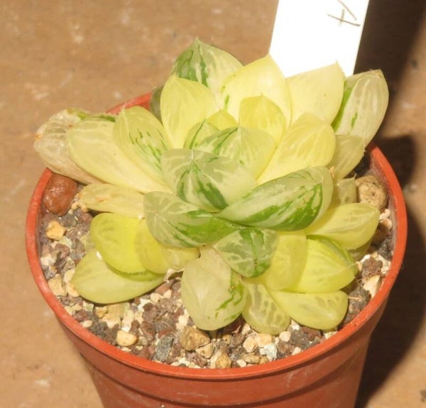 Haworthia obtusa cv Marin variegata