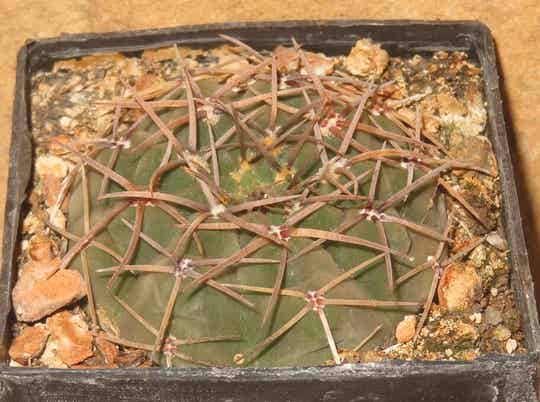 Gymnocalycium stellatum