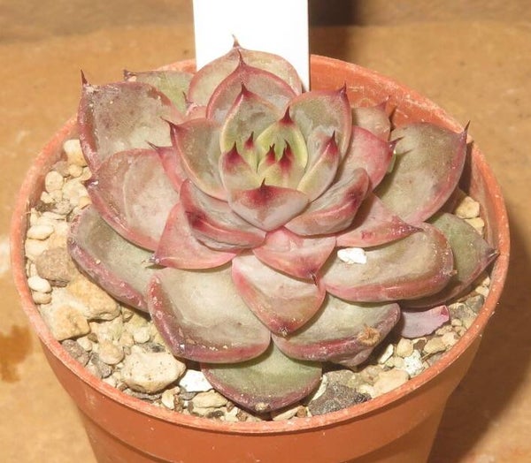 Echeveria cv Jelly Fire New!!!