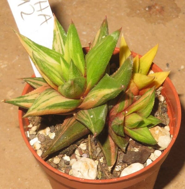 Haworthia glabrata variegata