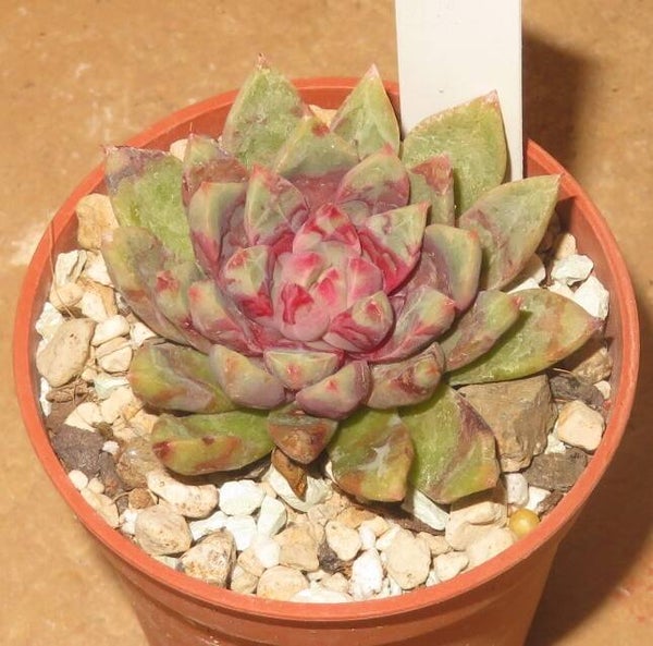 Echeveria cv Jelly Jam