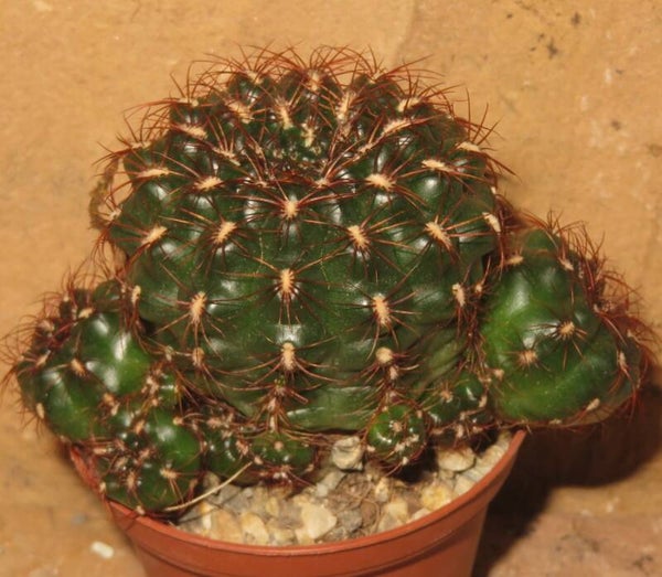 Gymnocalycium mesopotamicum