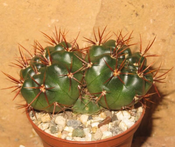 Gymnocalycium neuhuberi Suyuque, San Luis, Argentinien