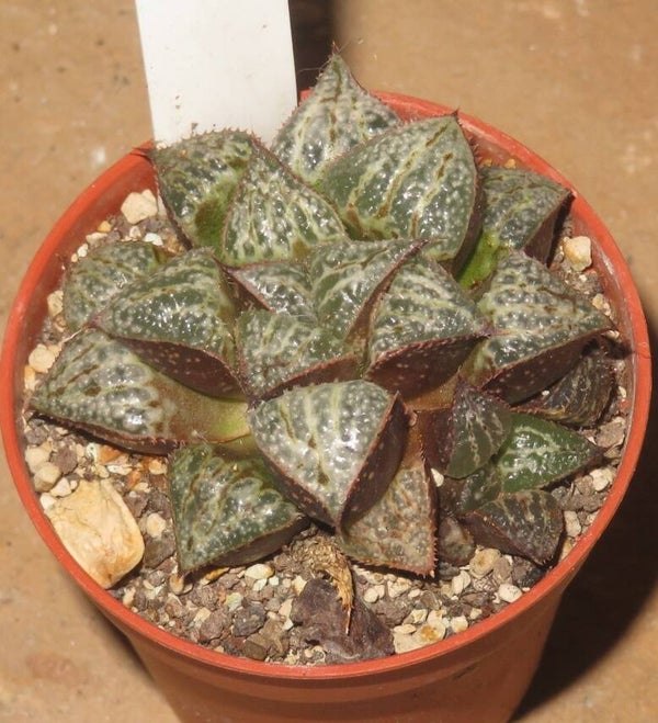Haworthia splendens cv Yukigeshiki