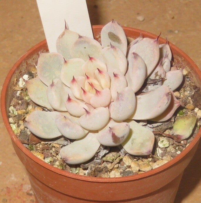 Echeveria cuspidata variegata
