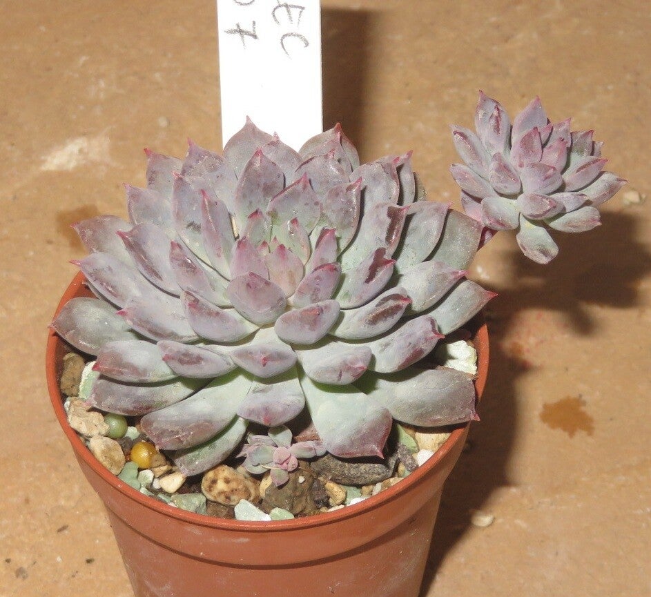 Echeveria cv Chrissy N Ryan
