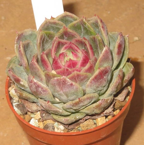 Echeveria cv Rasphberry Ice