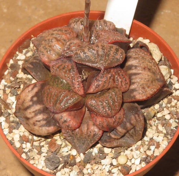 Haworthia splendens cv Kintonun - Alte Pflanze