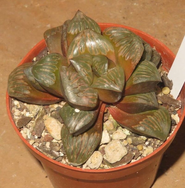 Haworthia cv Silver Mutica