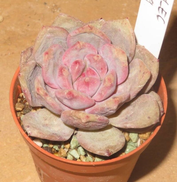 Echeveria cv Pink Ariel