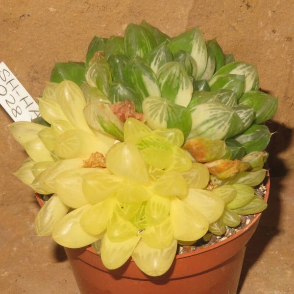 Haworthia obtusa cv Marin variegata