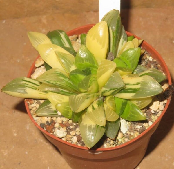 Haworthia heidelbergensis variegata