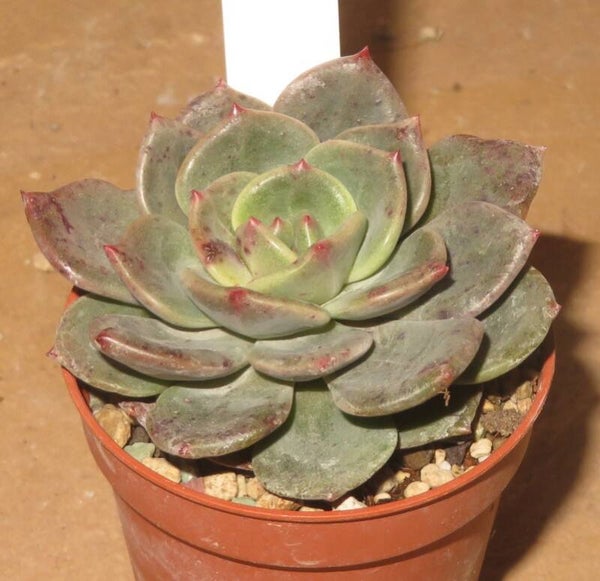 Echeveria cv Mongsili New!!!