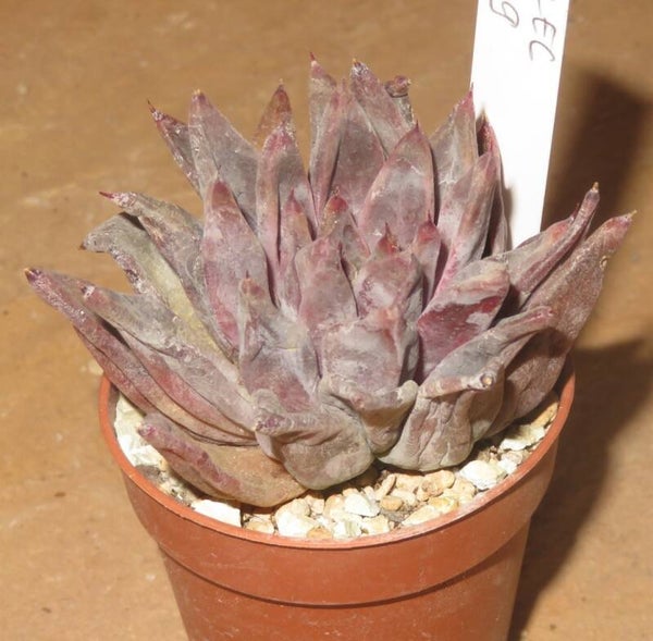 Echeveria cv Tremolo