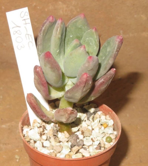 Pachyveria cv Dr Conelius