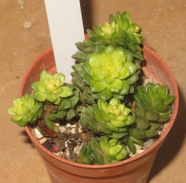 Cremnosedum cv Little Gem variegata