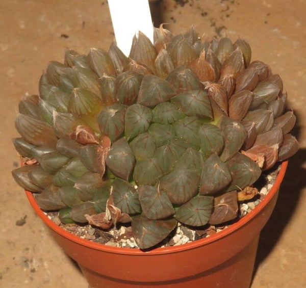 Haworthia cooperi cv Yamada Black
