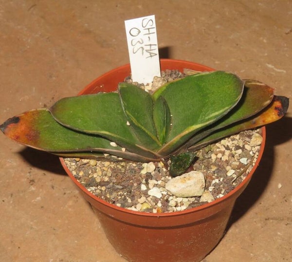 Gasteria amstrongii var. nitida variegata