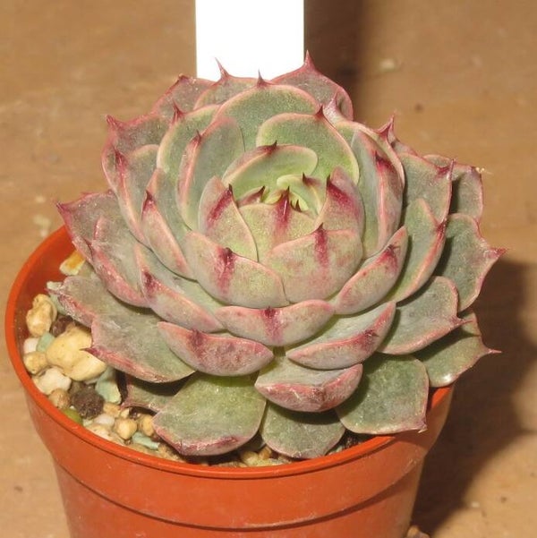Echeveria cv Ben Badis