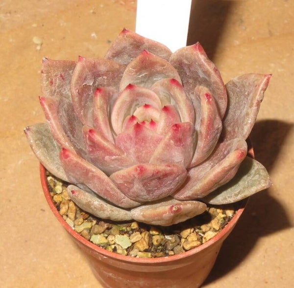 Echeveria cv Baekya ( Red Champagne )