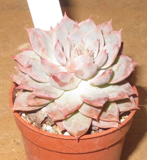 Echeveria prolifica