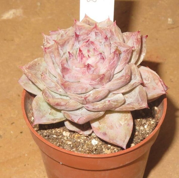 Echeveria cv Rasphberry Ice monstrosa