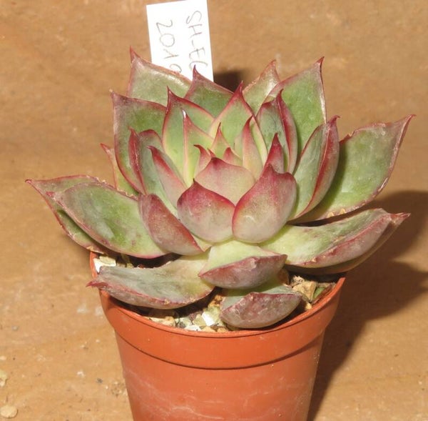 Echeveria cv Pink Dragon