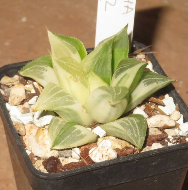 Haworthia magnifica variegata