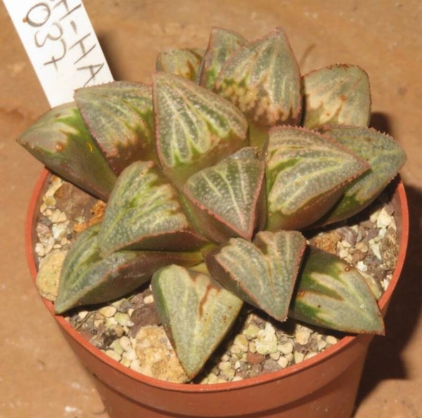 Haworthia splendens x Badia SLH1