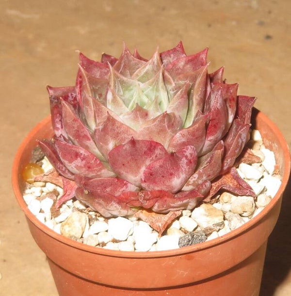 Echeveria cv Hwanhee - 2 Blätter / Blattstecklinge