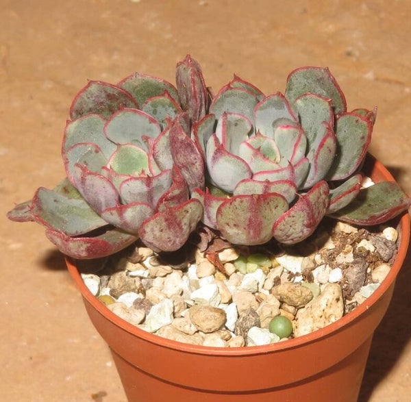 Echeveria cv Wiz Beauty - 2 Blätter / Blattstecklinge