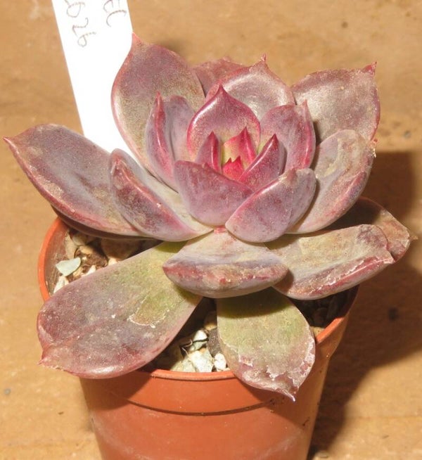Echeveria cv Dark Chocolate