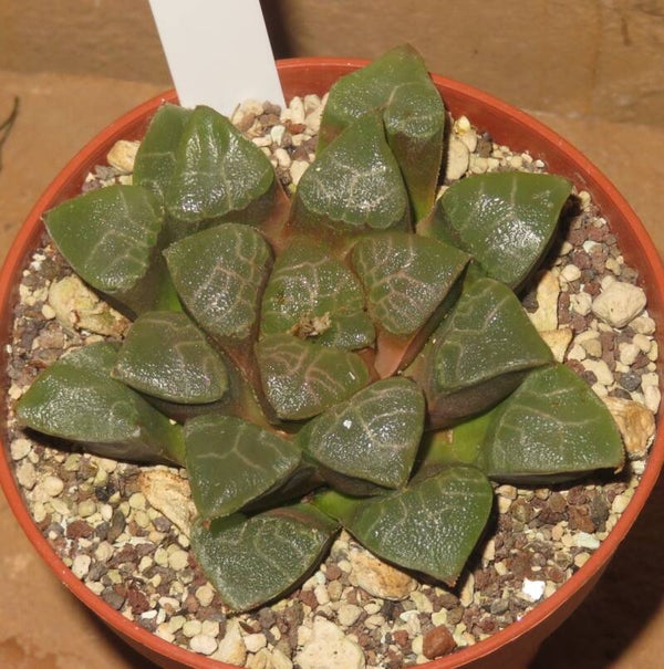 Haworthia bayeri  - Alte Pflanze