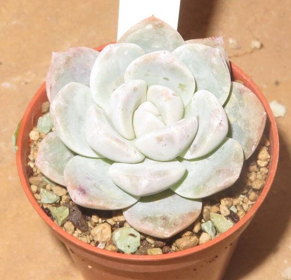 Echeveria cv Ice Green