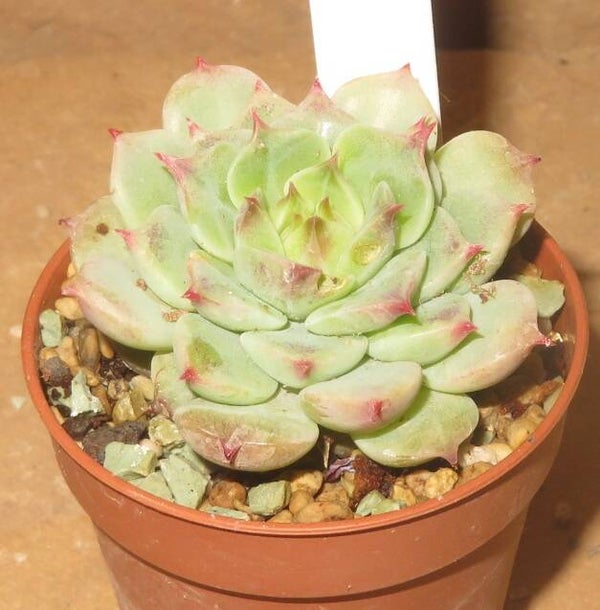Echeveria cv Little Girl New!!!
