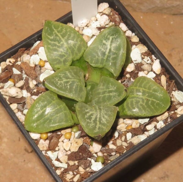 Haworthia comptoniana cv Ranbu