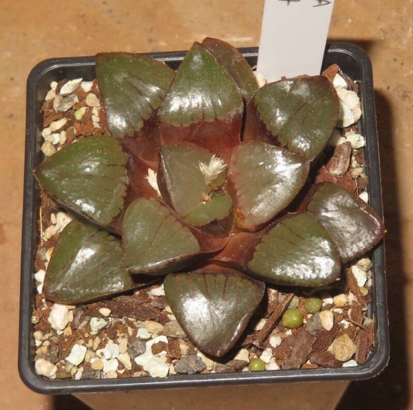 Haworthia springbokvlakensis